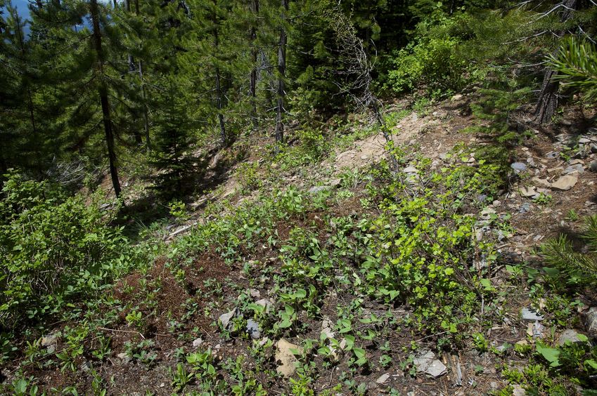 The confluence point lies in a small clearing on a steep west-facing hillside, just north of the international border