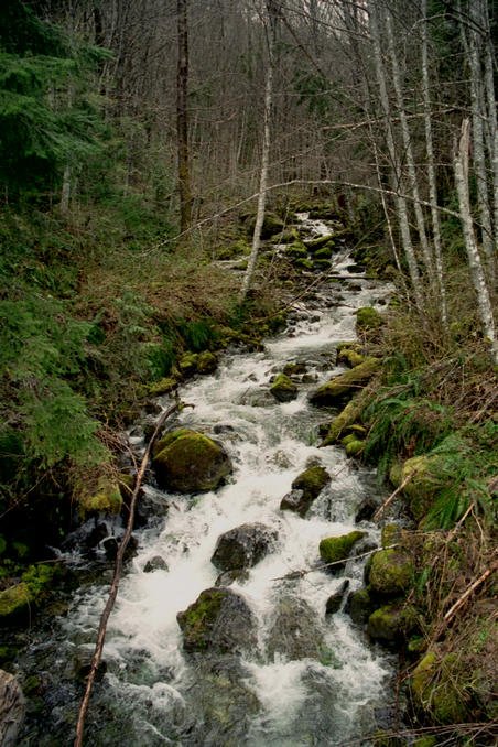 Small creek on Haslam Main logging road