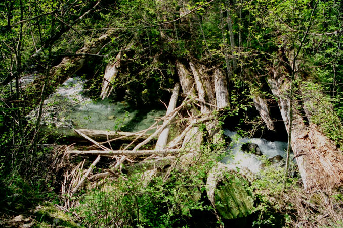 Old wooden bridge across Haslam Creek