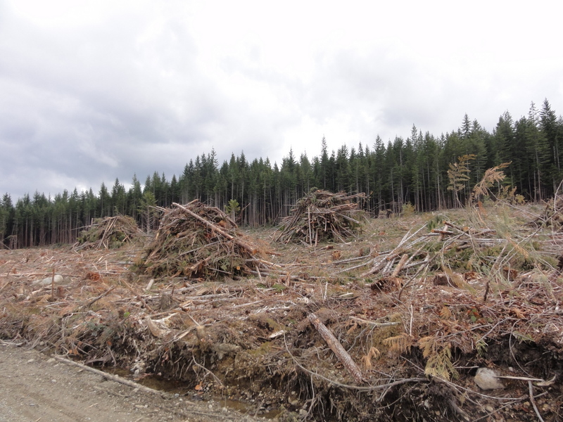 On the Timberwest track