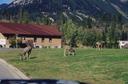 #3: Wildlife in Elkford