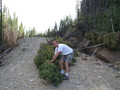 #4: Chris attempting to move a fallen tree off the road.