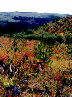 #1: View to the South, from the confluence