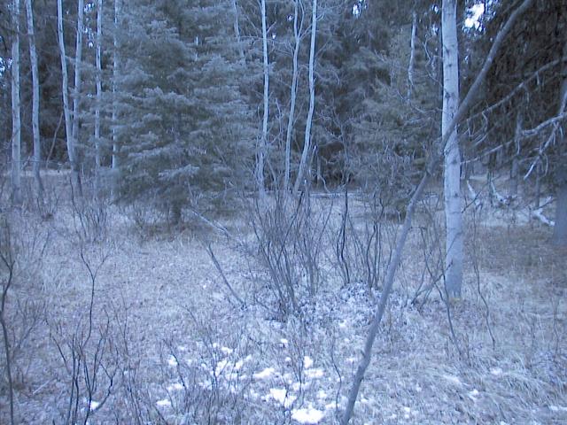 Standing at Confluence Looking South