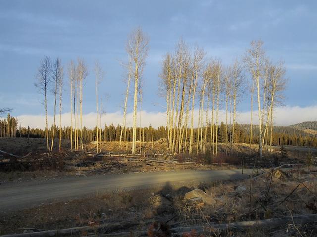 Sun on trees near the vehicle