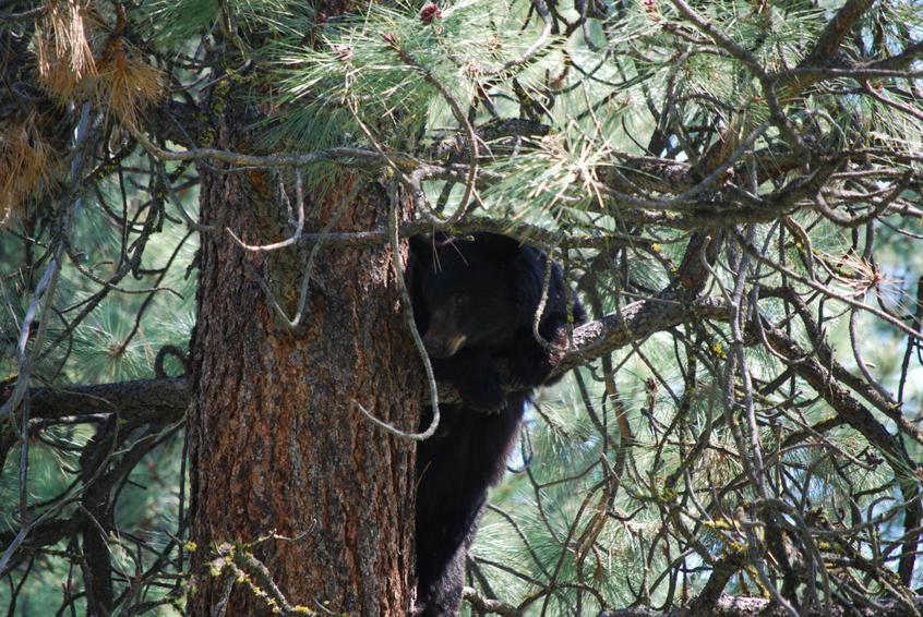 mother bear up a tree
