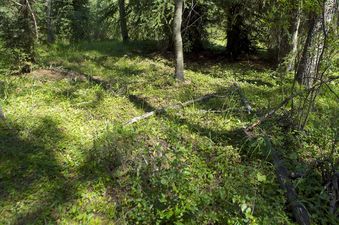 #1: The confluence point lies in slightly boggy forest land