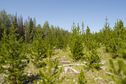 #7: A patch of recently-cleared forest, en route to the confluence point