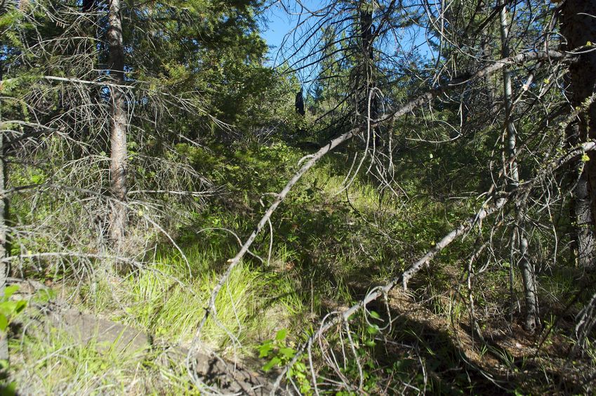 The confluence point lies on this hillside in a thinly-spaced pine forest.  (The hillside slopes upwards towards the East, so this is also a view to the East.)