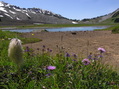 #8: Alpine wildflowers and lake