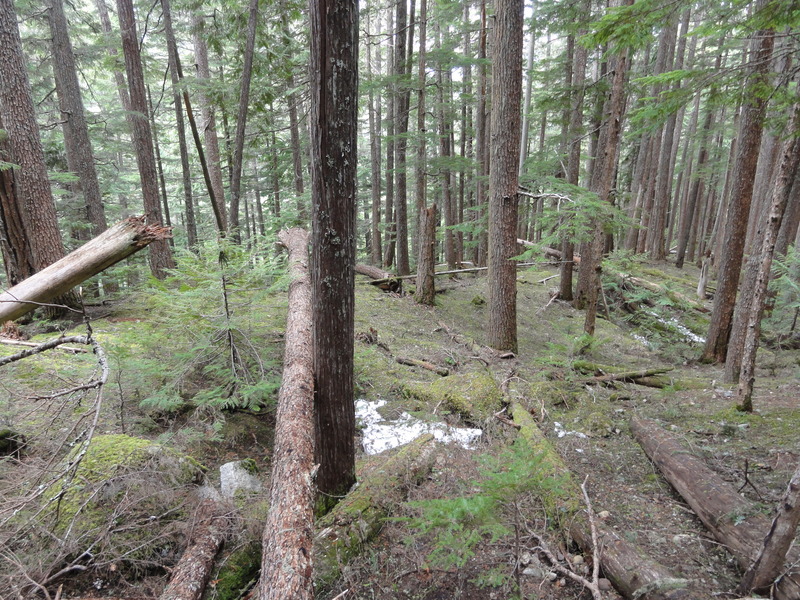 Garibaldi Forest