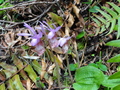 #4: Wild Orchids