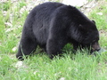 #5: Bear 1