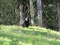 #6: Bear 2