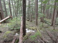 #8: Garibaldi Forest