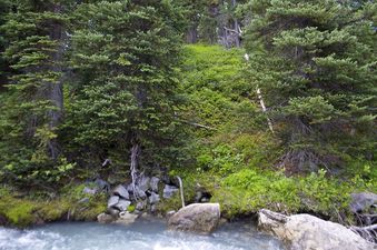 #1: The confluence point lies 57 m away - just beyond the bank on the other side of Helm Creek. (This is also a view to the West.)