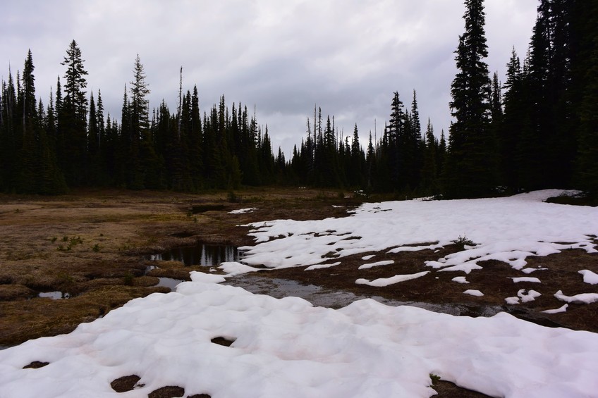 Watermelon snow near the Confuence Point