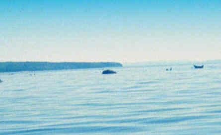 Left - Rock.  Right - Seal sunning himself