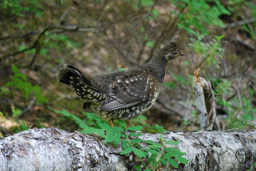 grouse