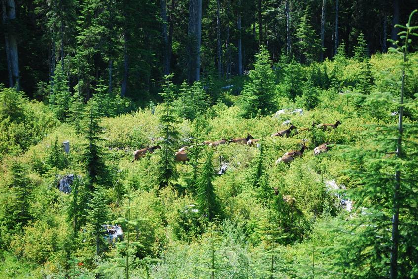 some of the Elk