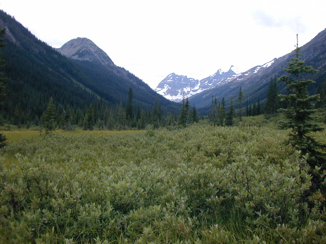 The view toward the confluence, from 2 km away, in a swamp; the point is around a corner to the L