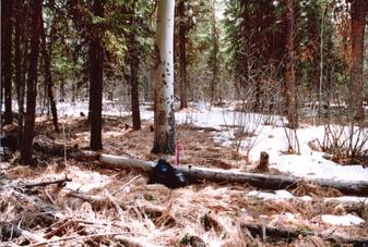 #1: confluence site looking south