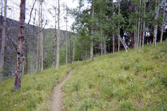 Singletrack through the alpine meadows