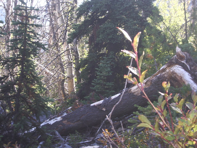 Up close at the Confluence looking SW