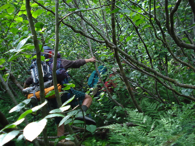 Cameron in the Bush