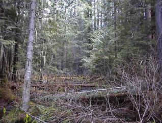 #1: confluence site looking east