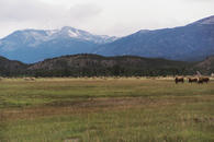 #3: Field, mountains, and curious cows near Kleena Kleene