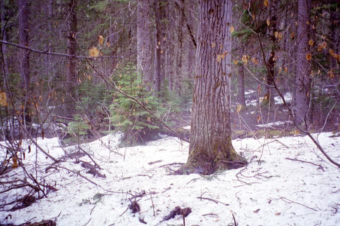 Snow and wet and trees - the confluence