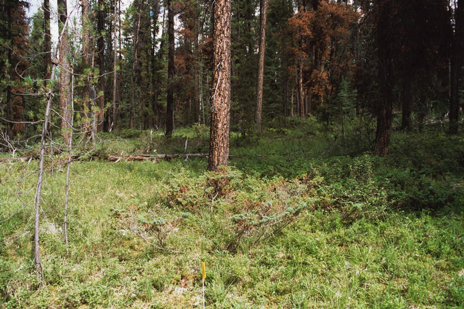 North, with marker flag in middle foreground