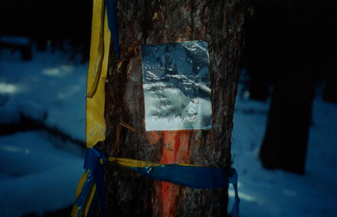 Flagging and placard showing the timber cruise line.