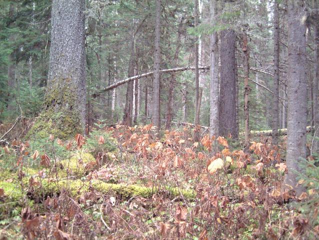 Some of Northern BC's small trees