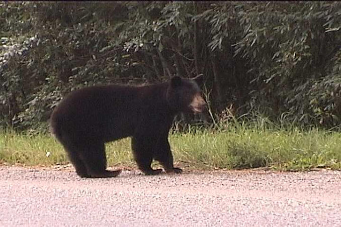Vidcap of one of the bears