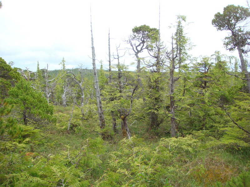 Stunted trees and boggy ground