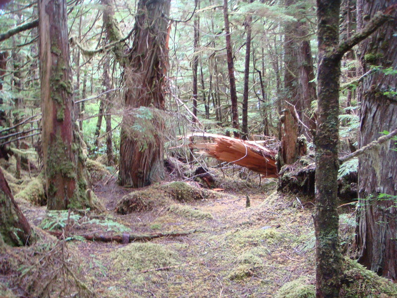 Old growth near ridge