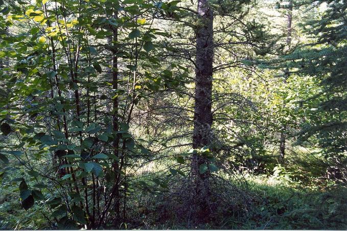 Looking North from the Confluence - trees