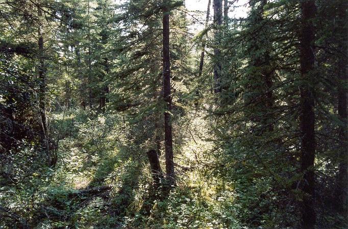 Looking West from the Confluence - woods