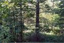 #2: Looking North from the Confluence - trees