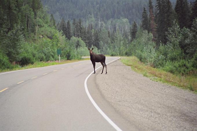 Moose on Highway 29