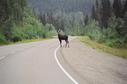 #7: Moose on Highway 29