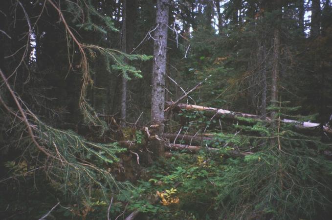 Another view of the area. Its all trees and hellish deadfall.