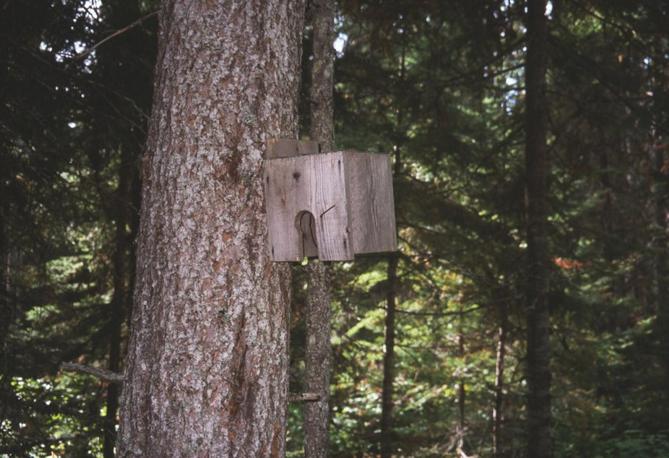 I found this 100m away. Trap? Surely not a nest box here.