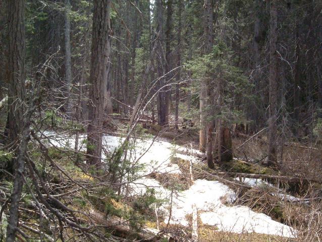 Snow at 4000 feet in early June