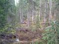 #2: Creek about 1/3 of the way.