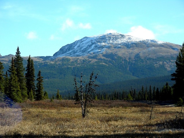 The Meadow