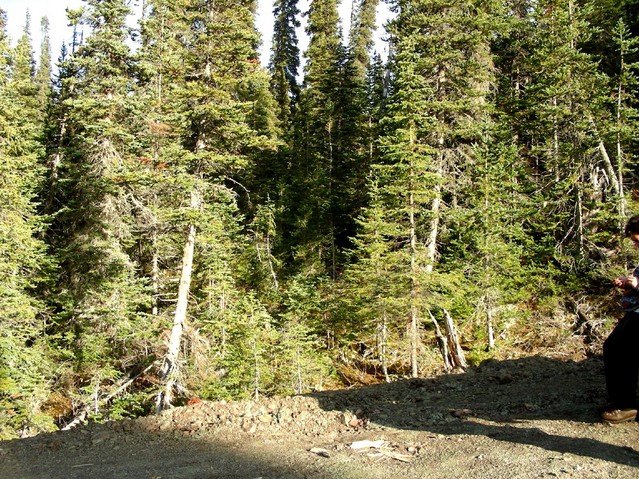 The "doorway" into the bush.