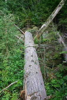 #1: A tree crossing a small gully, pointing directly to the confluence point some 20m away